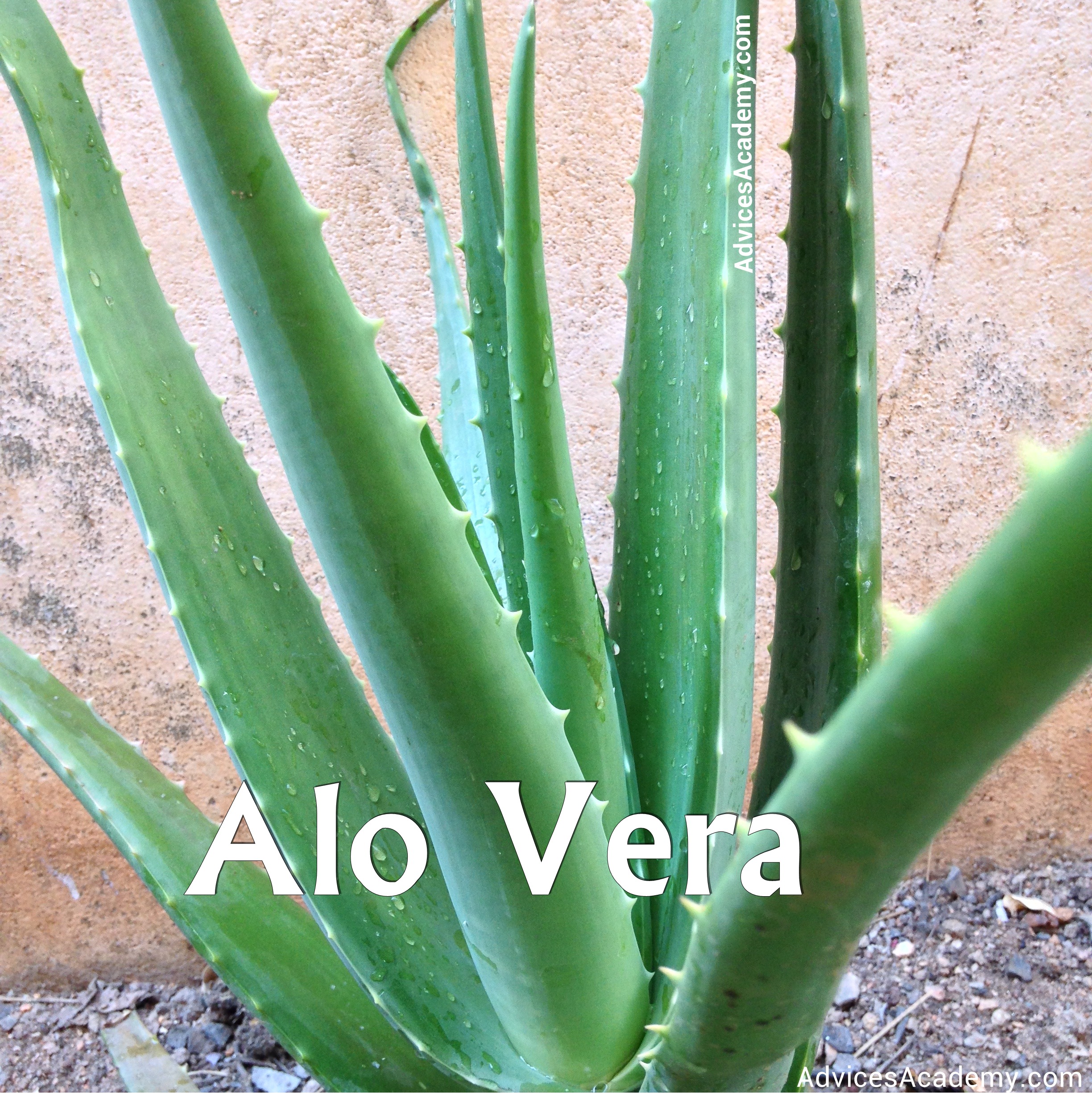 Alo Vera products, advantages
