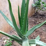 Aloe Vera Side Effects, Uses, Products, Benefits & Uses
