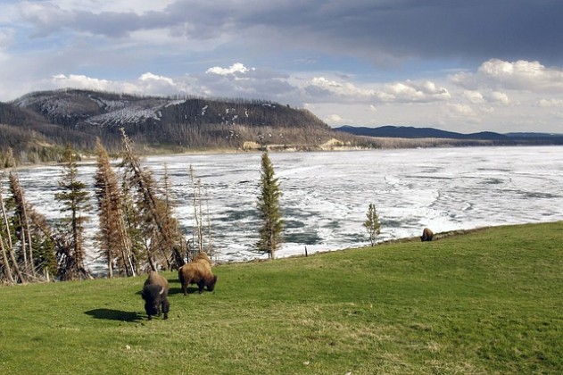 Yellowstone National Park in Winter